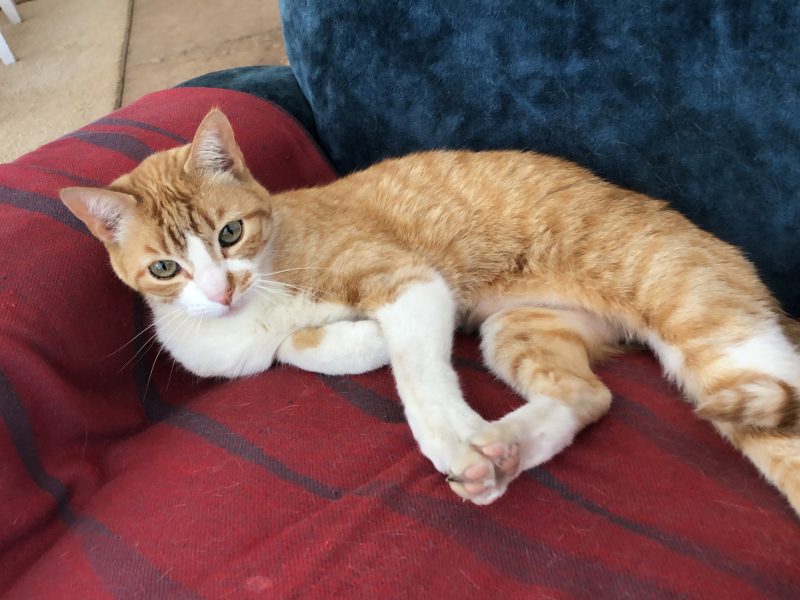 Fuzzy Whazzie Animal Sitting -Johannesburg Pet Sitter