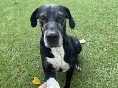 Fuzzy Whazzie Animal Sitting -Johannesburg Pet Sitter