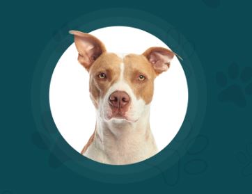 Paw Pals - Pet sitters in Cape Town
