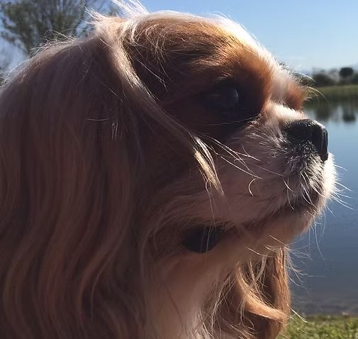 Laikadog - (pet sitters near me in Cape Town)