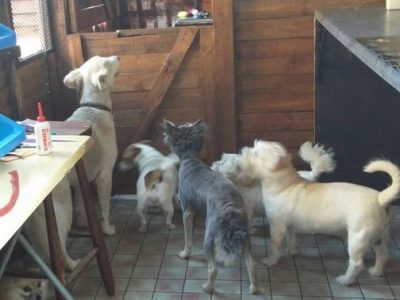 Doggie haven