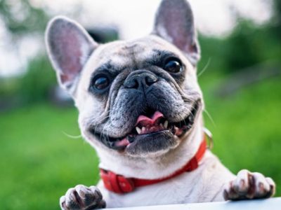 Pets and Pads House & Pet Sitting - (pet sitters in Durban)