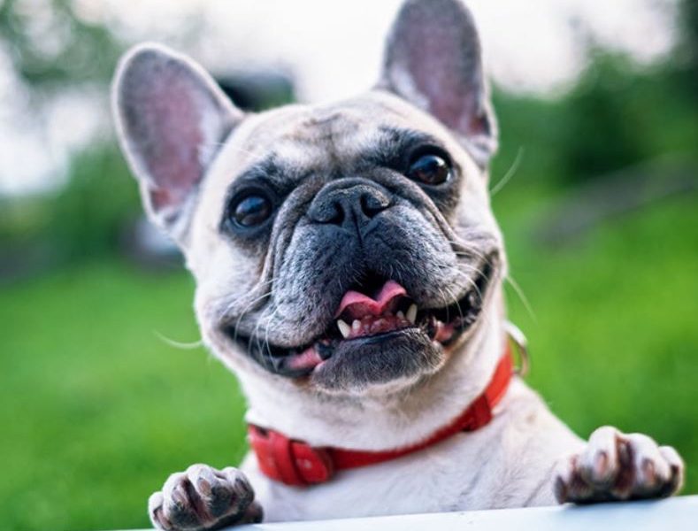 Pets and Pads House & Pet Sitting - (pet sitters in Durban)