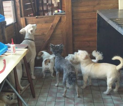 Doggie haven
