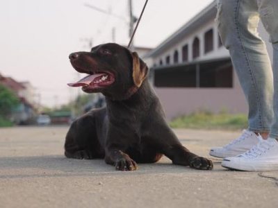 Going Away Pet& House Sitting / Mobile Pet Grooming