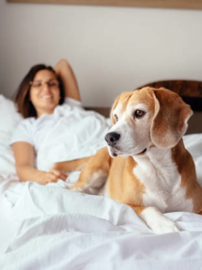 Trusted Pet Sitters in Gauteng