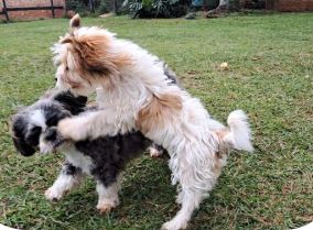 The Durban Dog Hotel