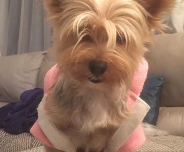 KOKO'S Doggy Lodge & Day Care