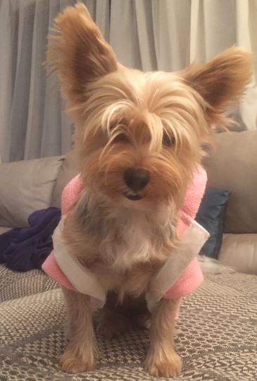 KOKO'S Doggy Lodge & Day Care