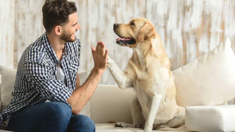 pet sitters near me - kennel or pet sitter