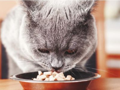 Paws Inn Pet Sitting