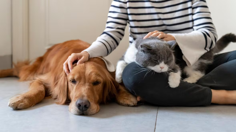 what-to-consider-when-looking-for-a-pet-sitter